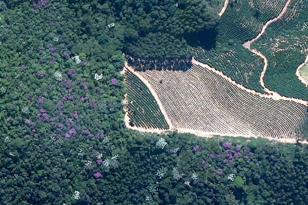 Alguns dos usos do solo mais comuns no ES, mas não na proporção real: floresta nativa, eucaliptal e café